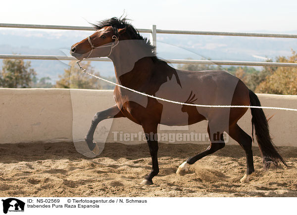 trabendes Pura Raza Espanola / trotting PRE / NS-02569