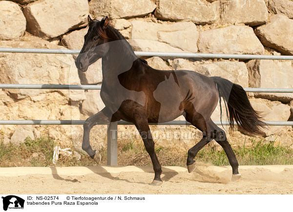 trabendes Pura Raza Espanola / trotting PRE / NS-02574