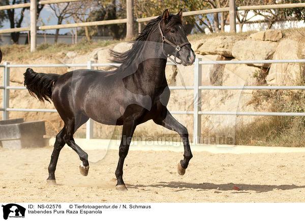 trabendes Pura Raza Espanola / trotting PRE / NS-02576