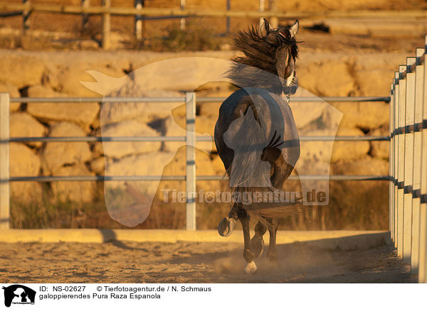 galoppierendes Pura Raza Espanola / galloping PRE / NS-02627