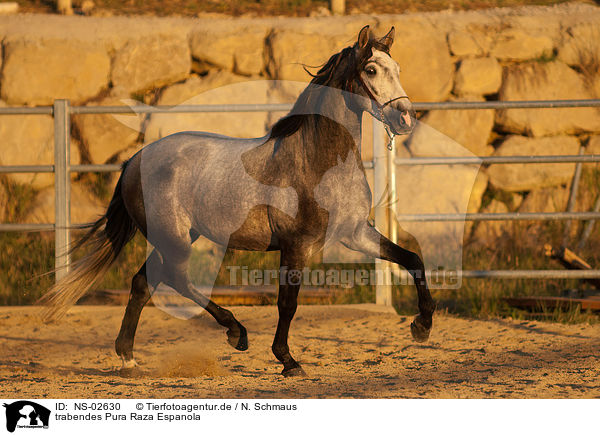 trabendes Pura Raza Espanola / trotting PRE / NS-02630