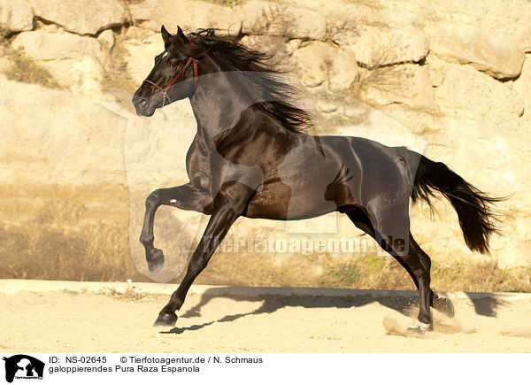 galoppierendes Pura Raza Espanola / galloping PRE / NS-02645