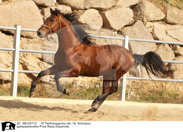 galoppierendes Pura Raza Espanola / galloping PRE / NS-02712