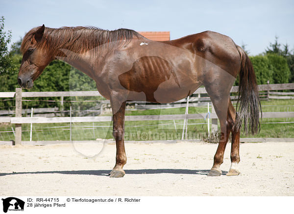 28 jhriges Pferd / 28 years old horse / RR-44715