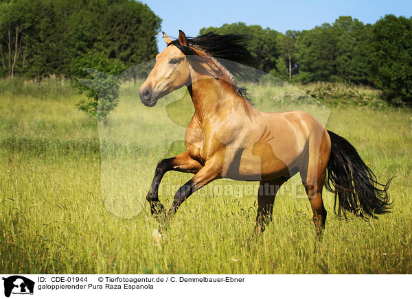 galoppierender Pura Raza Espanola / galloping Pura Raza Espanola / CDE-01944
