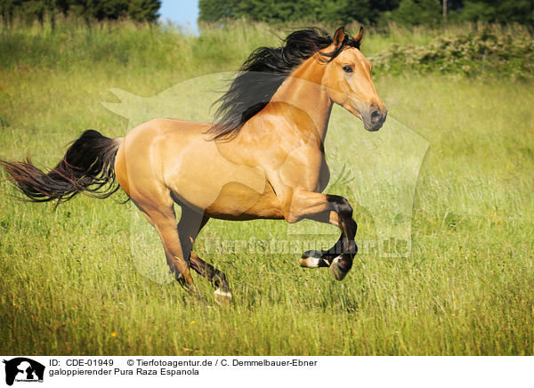 galoppierender Pura Raza Espanola / galloping Pura Raza Espanola / CDE-01949