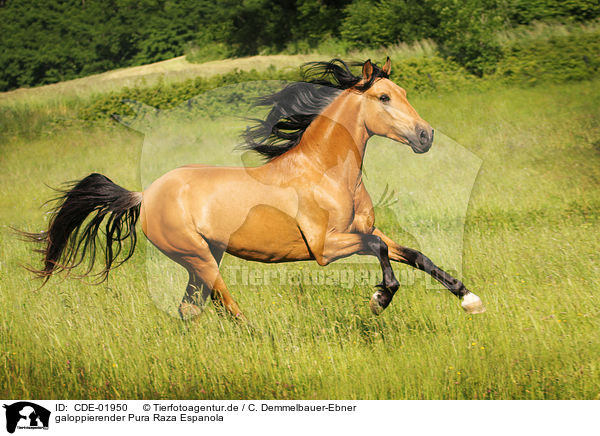 galoppierender Pura Raza Espanola / galloping Pura Raza Espanola / CDE-01950