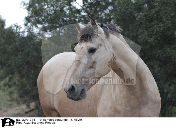 Pura Raza Espanola Portrait / Pura Raza Espanola Portrait / JM-01314