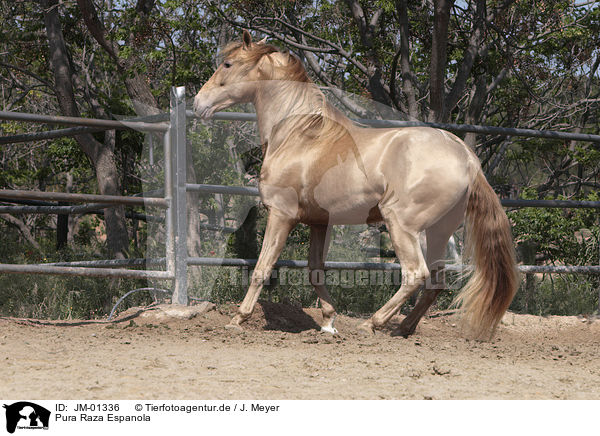 Pura Raza Espanola / Pura Raza Espanola / JM-01336