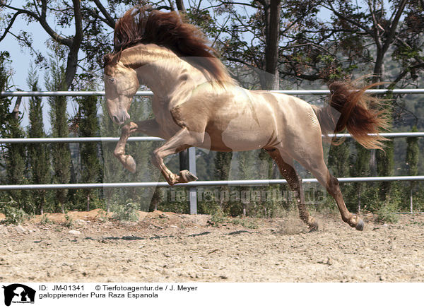 galoppierender Pura Raza Espanola / galloping Pura Raza Espanola / JM-01341