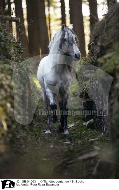 laufender Pura Raza Espanola / walking Pura Raza Espanola / SB-01063