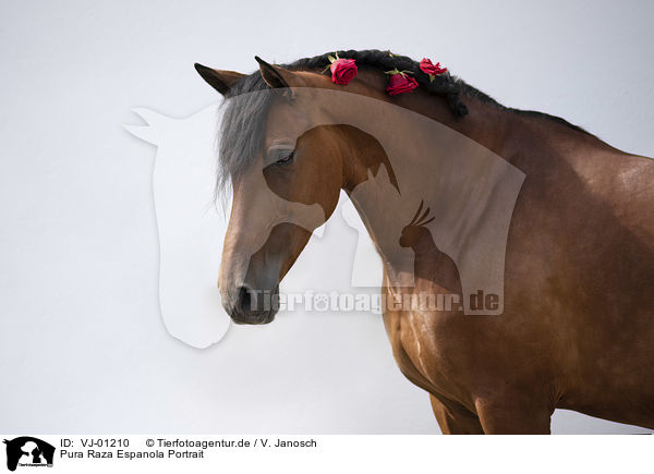 Pura Raza Espanola Portrait / Pura Raza Espanola Portrait / VJ-01210