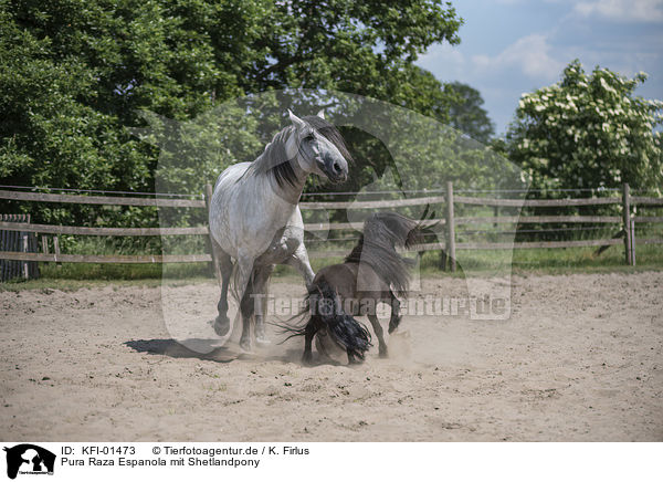 Pura Raza Espanola mit Shetlandpony / Pura Raza Espanola with Shetland Pony / KFI-01473