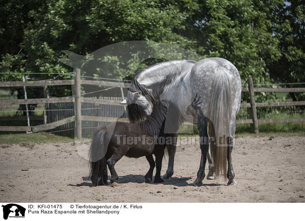 Pura Raza Espanola mit Shetlandpony / Pura Raza Espanola with Shetland Pony / KFI-01475