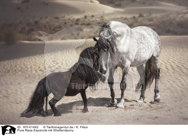 Pura Raza Espanola mit Shetlandpony / Pura Raza Espanola with Shetland Pony / KFI-01482