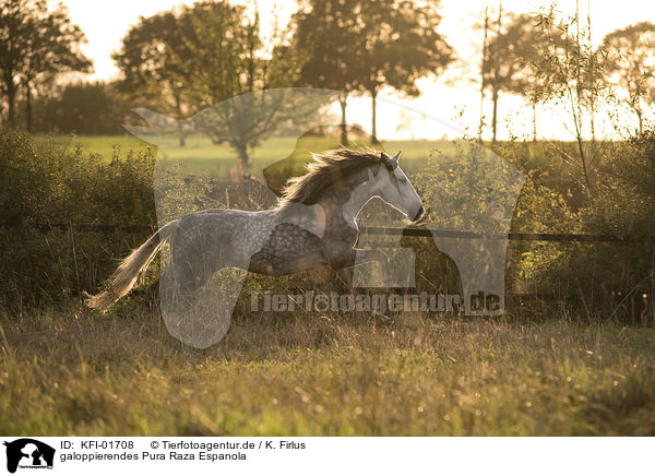 galoppierendes Pura Raza Espanola / galloping Pura Raza Espanola / KFI-01708