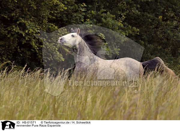 rennender Pura Raza Espanola / running Pura Raza Espanola / HS-01571