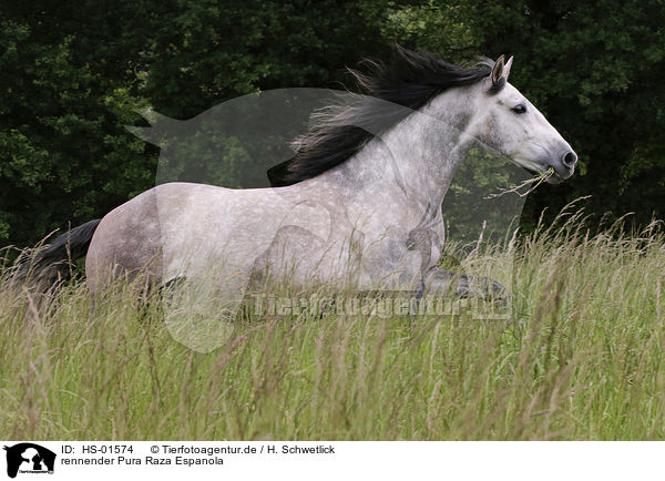 rennender Pura Raza Espanola / HS-01574
