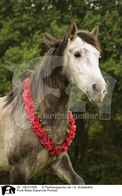 Pura Raza Espanola Portrait / Pura Raza Espanola portrait / HS-01596