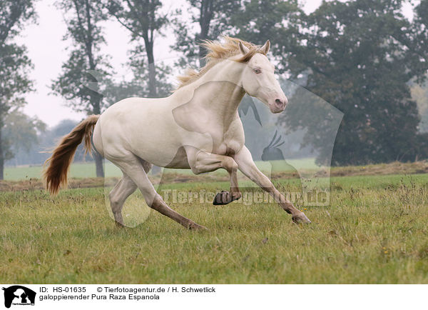 galoppierender Pura Raza Espanola / HS-01635