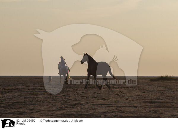 Pferde / horses / JM-05452