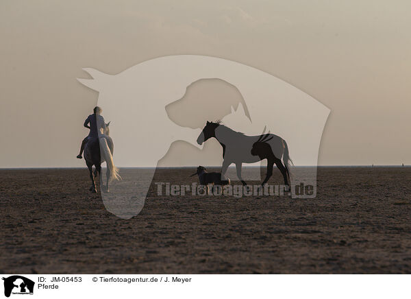 Pferde / horses / JM-05453