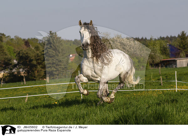 galoppierendes Pura Raza Espanola / galloping Pura Raza Espanola / JM-05602