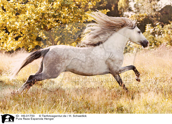 Pura Raza Espanola Hengst / HS-01750