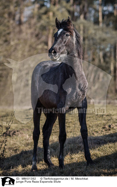 junge Pura Raza Espanola Stute / young Pura Raza Espanola mare / MM-01392