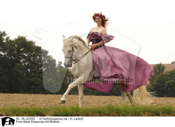 Pura Raza Espanola mit Reiterin / woman is riding a Pura Raza Espanola / HL-02552