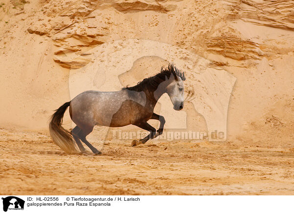 galoppierendes Pura Raza Espanola / galloping Pura Raza Espanola / HL-02556