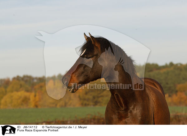 Pura Raza Espanola Portrait / Pura Raza Espanola Portrait / JM-14112