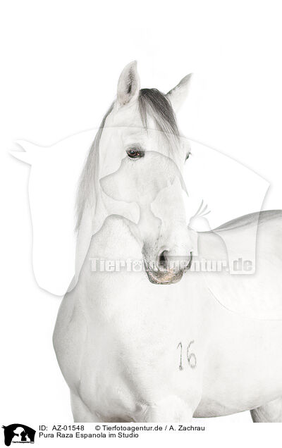 Pura Raza Espanola im Studio / Pura Raza Espanola in studio / AZ-01548