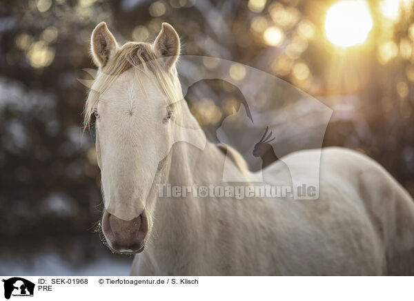 PRE / PRE / SEK-01968