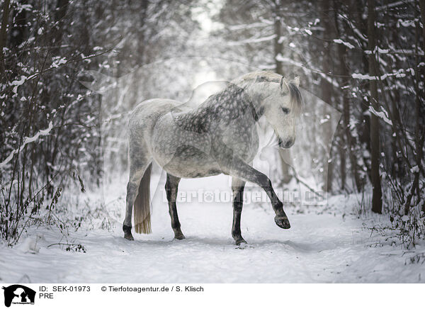 PRE / PRE / SEK-01973