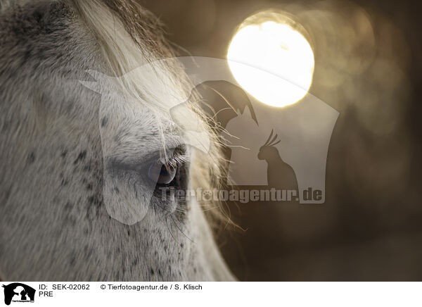 PRE / PRE / SEK-02062