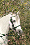 Pura Raza Espanola Portrait