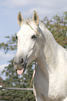 Pura Raza Espanola Portrait