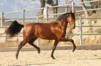 trabendes Pura Raza Espanola