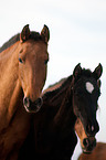 Pura Raza Espanola Portrait