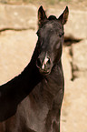 Pura Raza Espanola Portrait