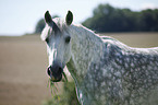 Pura Raza Espanola Portrait