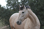 Pura Raza Espanola Portrait