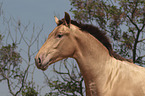 Pura Raza Espanola Portrait