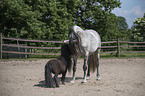 Pura Raza Espanola mit Shetlandpony