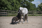 Pura Raza Espanola mit Shetlandpony