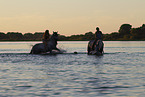 Menschen udn Pferde im Wasser