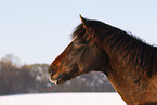 Pura Raza Espanola Portrait