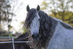 Pura Raza Espanola Portrait