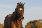 Pura Raza Espanola Portrait